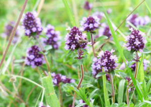 plants for essential oil